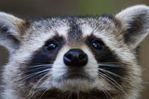 Raccoon Control