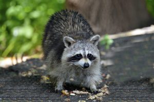 raccoon