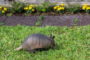 armadillo