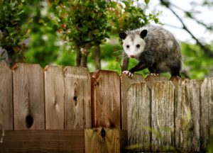 opossum