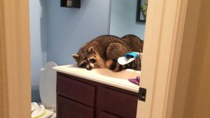 Houston Raccoon Removal