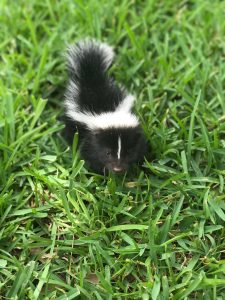 Skunk Removal