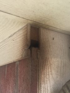 Spring bat control and wildlife removal