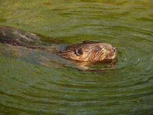 Beaver Control