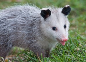 Opossum Removal and Wildlife Removal, Houston Wildlife Removal