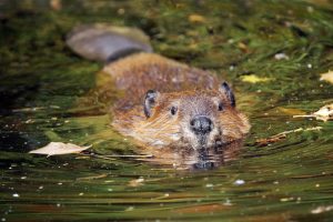 Beaver in water
