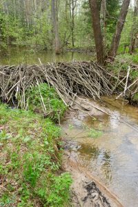 Beaver Dam