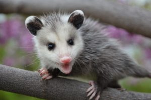Opossum trapping