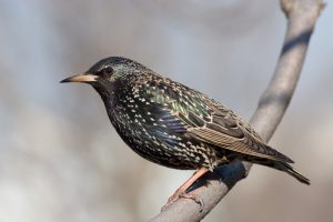 starling